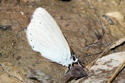 Common Rayed Blue (Candalides heathi)